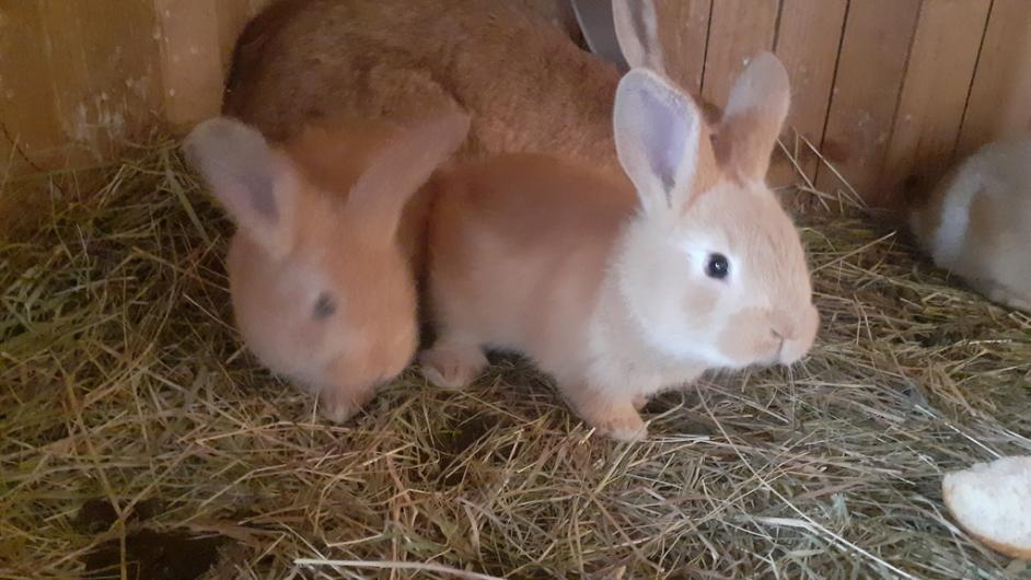 La fermes des capucins - lapins - Saint-Etienne-la-Thillaye - Calvados - Normandie