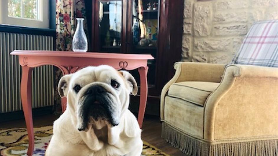 Le Chat Perché Country Pub - Saint-Julien-sur-Calonne - chien