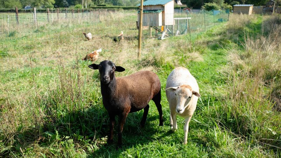 Le Chat Perché Country Pub - Saint-Julien-sur-Calonne - chèvres