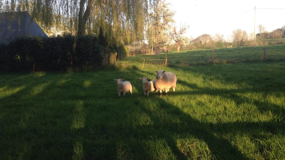 Gîte Le Manoir de la Porte - jardin - moutons - Les Authieux-sur-Calonne - Pays d'Auge - Calvados - Normandie