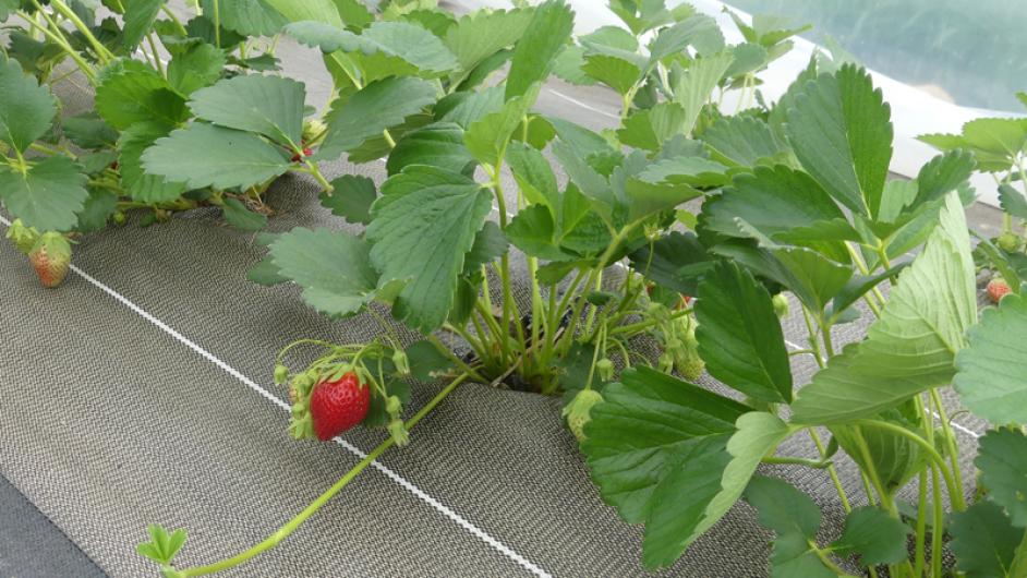 P1050535 - ©CORALIE PALLIER