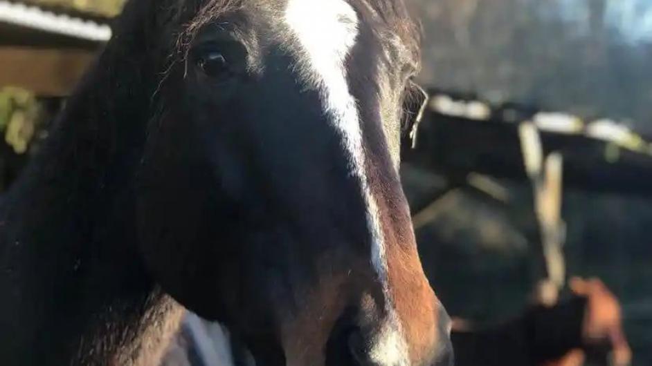 Petit nuage Equicowching - Pays d'Auge - Calvados - Normandie