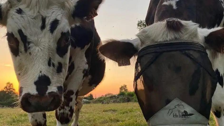 Petit nuage Equicowching - Pays d'Auge - Calvados - Normandie