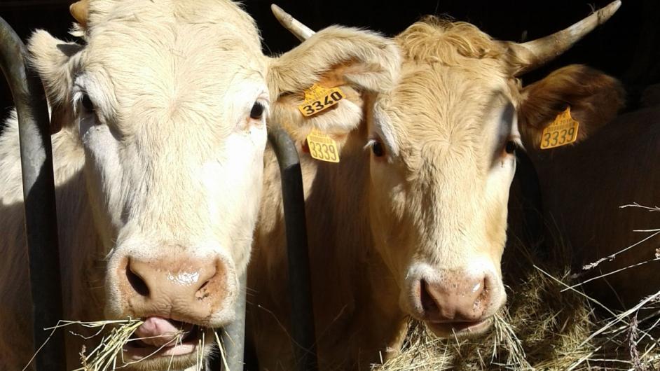 vaches .. @AubryOlga - @Aubry Olga