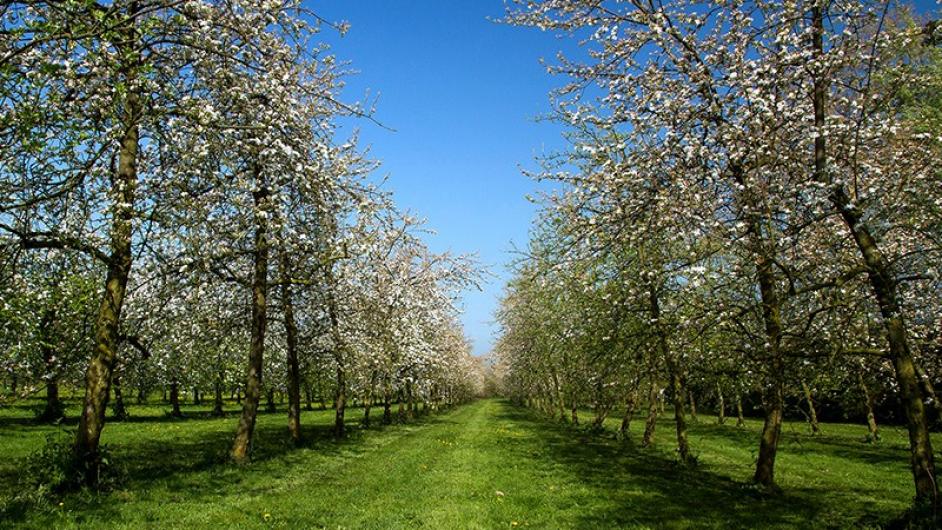 Distillerie Calvados du Domaine familial Louis Dupont - vergers - Victor-Pontfol - Route du Cidre - Normandie 