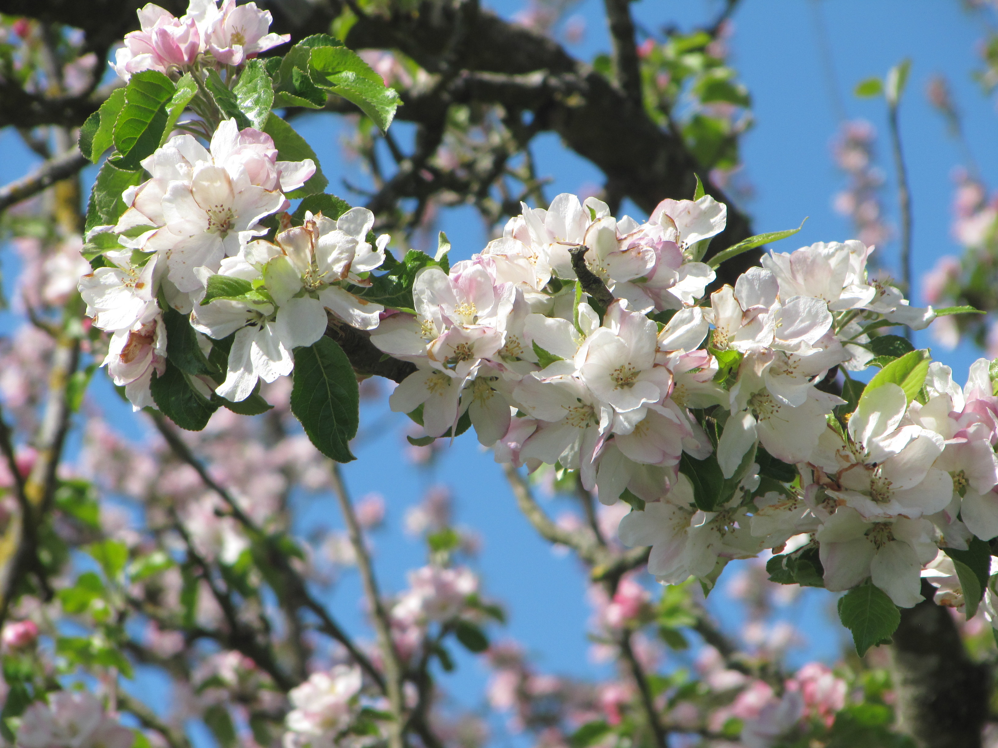 fleurs de pommiers